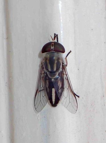 Réf. 209 497 : Tabanus sp.
